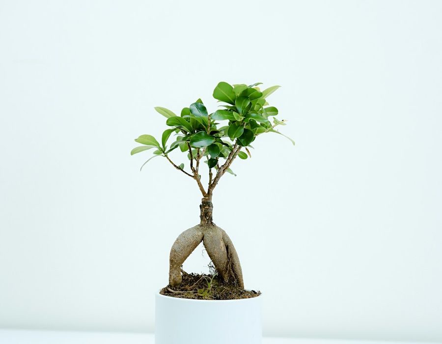 A small bonsai tree in a white pot